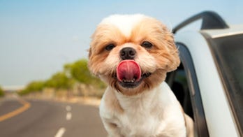 Tips for traveling with pets during holidays