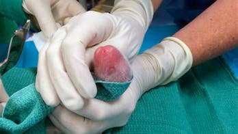 Smaller of twin panda cubs has died, National Zoo announces