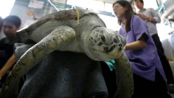 Thai turtle gets post-op rehabilitation after coins removed