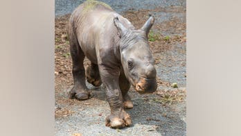 Name given to North Carolina's baby white rhino