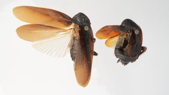 Got the chills yet? Invasive cockroach found in NYC can withstand harsh winter cold
