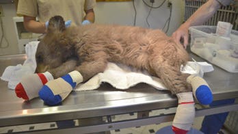 Colorado wildlife officials rescue bear cub from wildfire, treat severely burnt paws