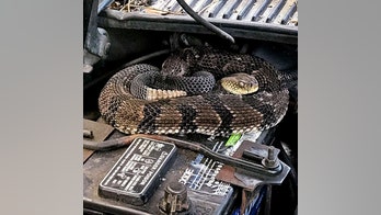 New York man trying to jump-start car gets a venomous surprise