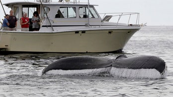 Most humpback whales taken off endangered species list
