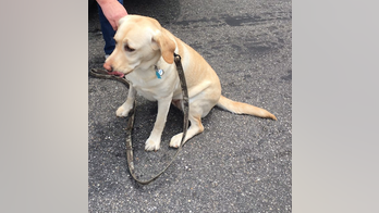 Dog revived with Narcan after getting into pain pills