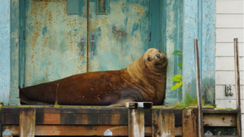 Sea lion who spent 4-day adventure inland finally rescued, back at sea