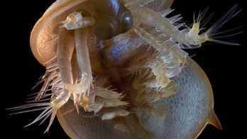 500-million-year-old creature looks like a space alien