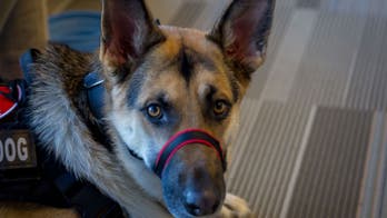 Stop discriminating against military veterans with service dogs