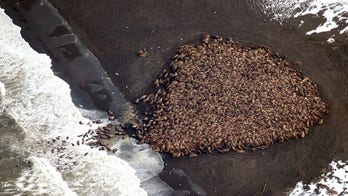 Melting Arctic ice leave 35,000 walrus stranded in northwest Alaska