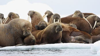 Four charged with killing walrus in Alaska, causing stampedes