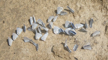 Beautiful butterfly on brink of revival, despite century of threats