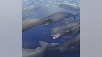 'White whale' discovered in depths of the Smithsonian