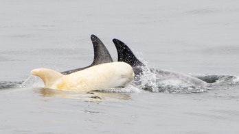 Rare albino dolphin spotted off California coast