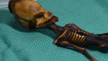 No, it's not an alien - Here's what that tiny, pointy-headed skeleton really is
