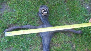 Creature found in Africa 'alien' or misshapen baboon?