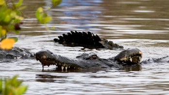 Texas alligator attraction worries Harvey-related flooding may let the reptiles swim away