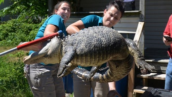 Police capture 6-foot alligator in Massachusetts backyard