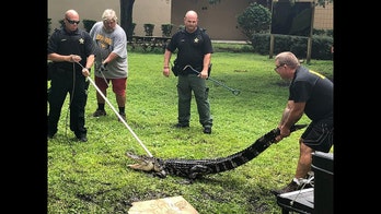 Alligator visits Florida school campus, is taken away