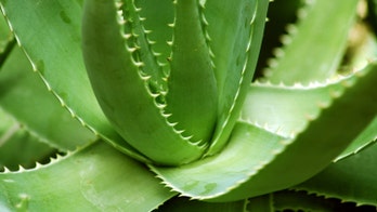 Popular aloe vera gels may not contain aloe vera, report finds