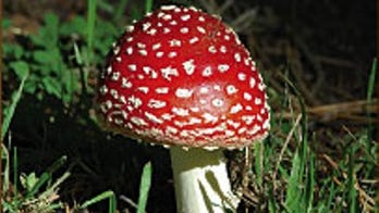 Colorado votes on decriminalizing 'magic mushrooms'