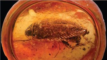 49-million-year-old cockroach fossil found