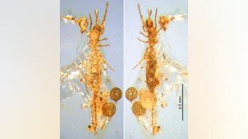 100 million-year-old scorpion found preserved in amber
