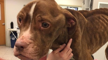 Call for donations after starved dog found chained, wounded