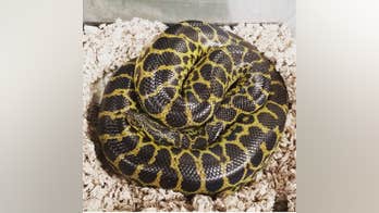 Bathroom surprise: Anaconda found in Virginia toilet