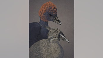 Chicken embryos with dinosaur snouts created in lab