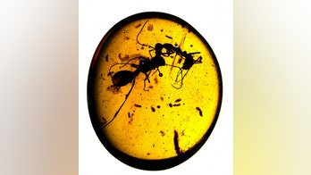 Ant warfare: Fossils reveal insects locked in mortal combat