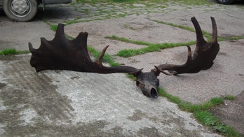 Fishermen haul in monstrous skull and antlers of extinct Irish elk