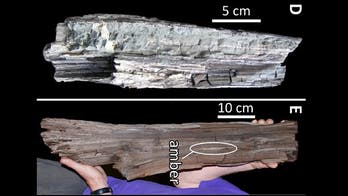 50-million-year-old redwood chunk found in diamond mine