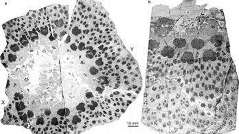 Primordial fossils of Earth's 1st trees reveal their bizarre structure