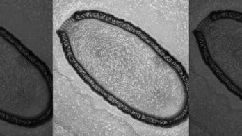Scientists look to re-animate ancient, giant 'Frankenvirus' found in Siberia
