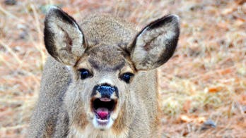 6 Cute Critters That Will Destroy Your Yard and Drive You Insane