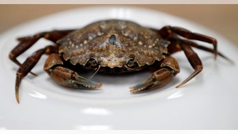 Angry mutant green crabs are destroying everything in their path
