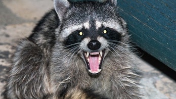 Deaths of 'zombie' raccoons continue in Central Park