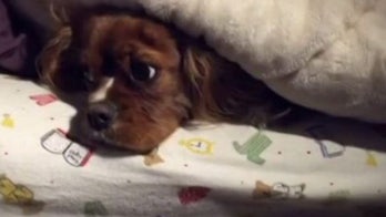 Effects of animal abuse law being felt in Ohio