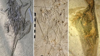 Pompeii-like eruption fossilized dinos in death poses