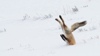 Animals show their silly side in Comedy Wildlife Photography Awards
