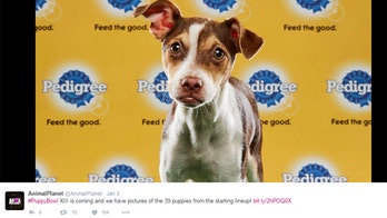 Puppy Bowl 2017 will feature 3 pups with special needs