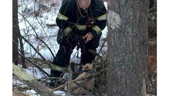 In perfect Lassie fashion, dog leads cops to injured canine pal