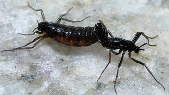 This extreme Antarctic insect has the tiniest genome