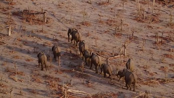 How drones are battling animal poachers in Africa