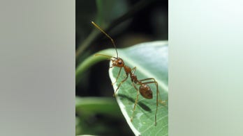 Ants are safer, more effective than pesticides, study says