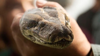 Record 16-foot python among 2,000 pounds of snakes recently bagged in southwest Fla.