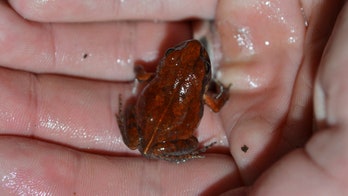 Rare 'cave squeaker' frog makes first appearance in decades