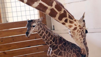 April the giraffe may be pregnant again