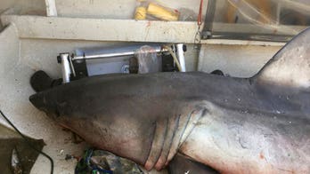 Shark in Australia leaps into boat, lands on fisherman