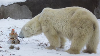 Philadelphia Zoo throws polar bear, Coldilocks, 37th birthday party